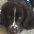 Bentley Brown's profile image