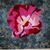Tammy Box Magill's profile image