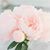 Carla Santoyo's profile image