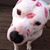 Shanon Adams's profile image