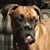 Kerry Koenig Chapman's profile image