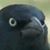 Adam Hubert's profile image