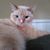 Bev Swanson's profile image