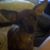 Denise Vandiver-Griffin's profile image
