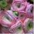 Karen Sammons's profile image