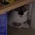 Diane Potts's profile image