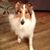 Priscilla A. Natale's profile image