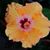 Susan Mize's profile image