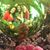 Kary Rae Seman's profile image