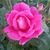 Sally Haywood's profile image