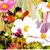 Cece Bluhm's profile image