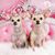 Sylvia Espino Sparks's profile image