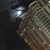 Tawny DiBartolomeo's profile image