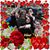 Lillian Ross-Lopez's profile image