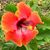 Melissa Pearman Stambaugh's profile image
