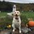 Susan Garand's profile image