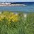 Debra Roepke's profile image