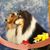 Barbara Greene's profile image