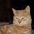 Jeanette Unland's profile image