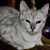 Linda Dwyer's profile image