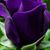 Laurie Liggett's profile image