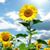 Ann Carroll Oliver's profile image
