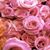 Rita Spataro-Parciasepe's profile image