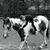 Brenda Reynolds-Battles's profile image