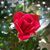 Virginia Sandoval's profile image