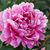 Ro Quigley Haywood's profile image
