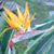 Cheryl Thornton-Wood's profile image