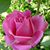 Donna Detloff's profile image
