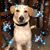 David Placido Triguero's profile image