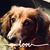Ann Brown's profile image