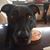 Lori Fiester's profile image