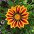 Mikkel Brown Glazier's profile image