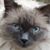 Patti Palmer-Rocha's profile image
