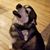 Troy Schuring's profile image