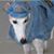 Mary Carevich Nieschalk's profile image