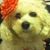 Lorie Griffin Scalzo's profile image