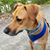 Beth Ann Bard's profile image