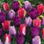 Sheri King's profile image