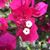 Deborah Carpenter's profile image