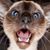 Susan Decker's profile image