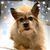 MrMister Fox's profile image