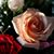 Cassondra S. Bates's profile image