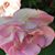 Judy Lengyel-Pitlik's profile image