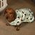 Vito Carchedi's profile image
