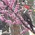Dianne Reed's profile image