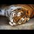 Missy Hammiel-Collins's profile image
